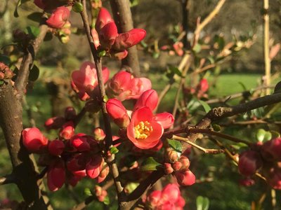 kdoulovec nádherný